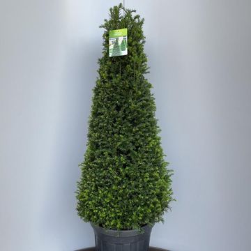 Taxus baccata