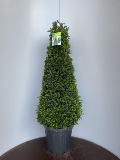 Taxus baccata