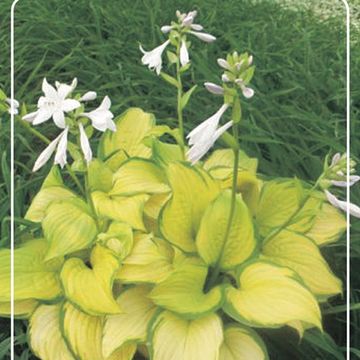 Hosta 'Guacamole'