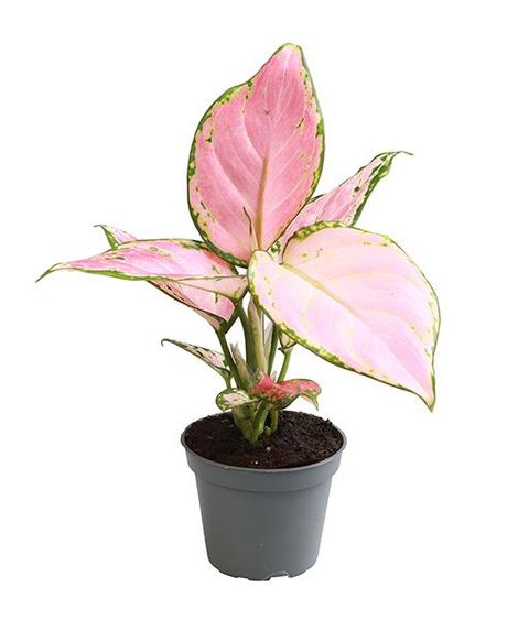 Aglaonema 'Red Zircon'