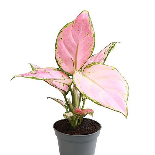 Aglaonema 'Red Zircon'