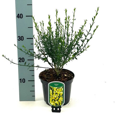 Cytisus 'Luna'