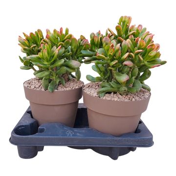 Crassula ovata 'Hobbit Tricolor'