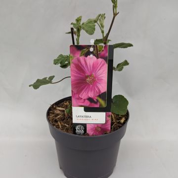 Lavatera 'Burgundy Wine'