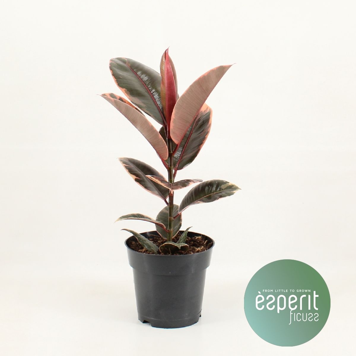 Ficus elastica 'Belize' — Plant Wholesale FlorAccess