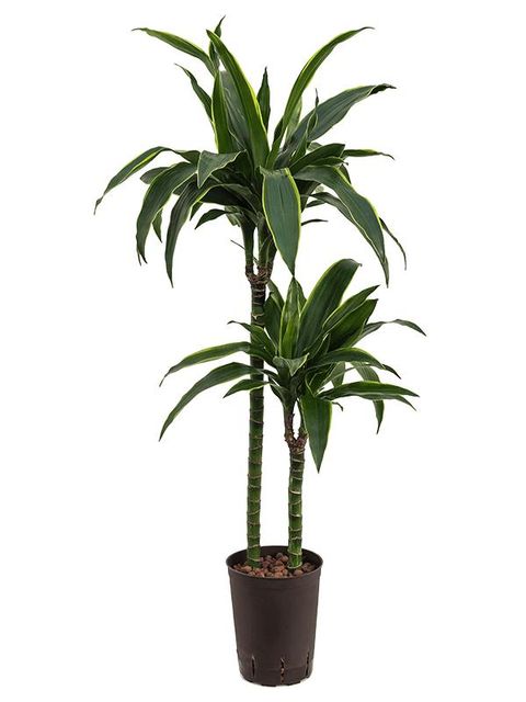 Dracaena fragrans 'Arturo'