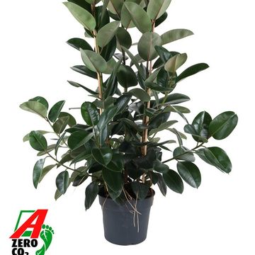 Ficus elastica 'Robusta'