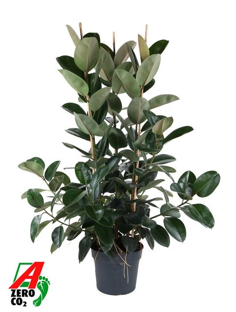 Ficus elastica 'Robusta'