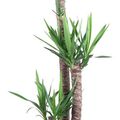 Yucca elephantipes