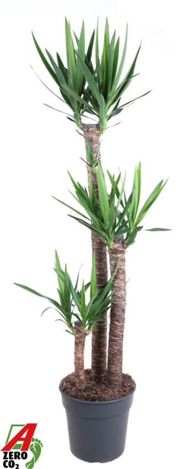 Yucca elephantipes