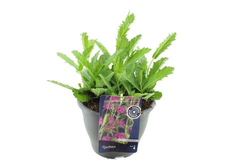 Verbena rigida 'Santos'