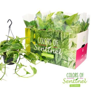 Epipremnum pinnatum 'Marble Queen'