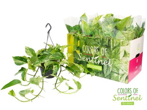 Epipremnum pinnatum 'Marble Queen'