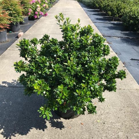 Rhododendron 'Aladdin Scout' (AJ)