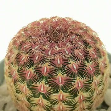 Echinocereus rigidissimus rubispinus