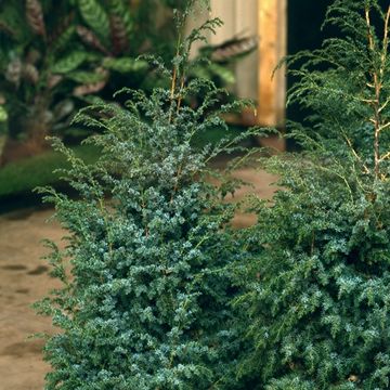 Juniperus chinensis 'Blue Alps'