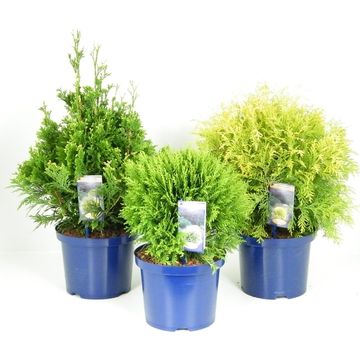 Thuja occidentalis MIX