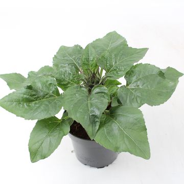 Helianthus annuus 'Petisol'