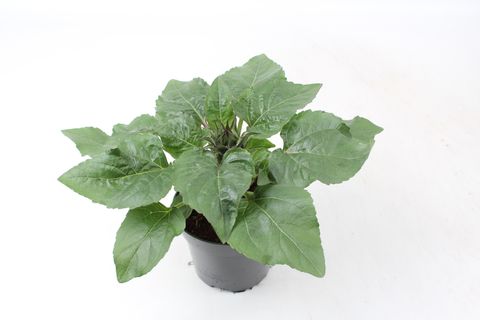 Helianthus annuus 'Petisol'