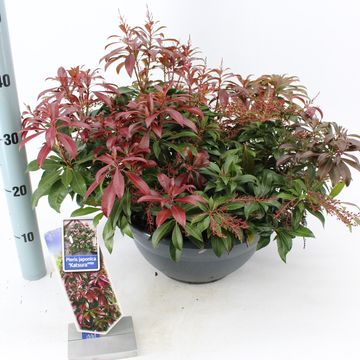 Pieris japonica 'Katsura'