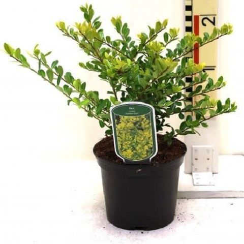 Ilex x attenuata 'Sunny Foster' — Plant Wholesale FlorAccess