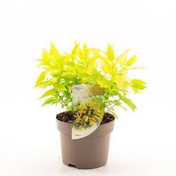 Diervilla rivularis HONEYBEE