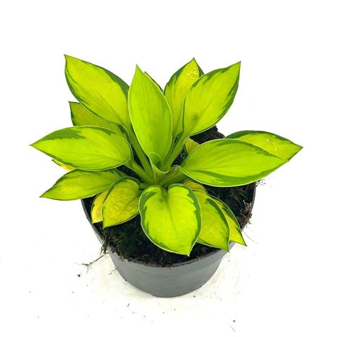 Hosta 'Rainforest Sunrise'