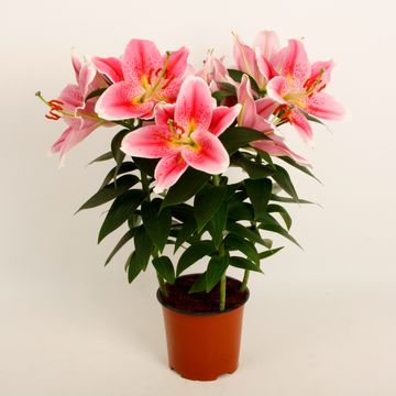 Lilium 'Sunny Robyn'