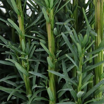Taxus baccata 'Fastigiata Robusta'