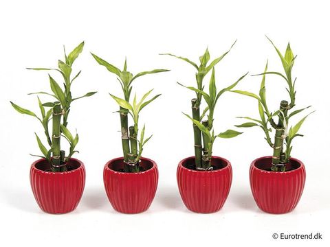 Dracaena braunii 'Lucky Bamboo'