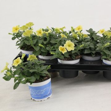 Petunia FAMOUS YELLOW