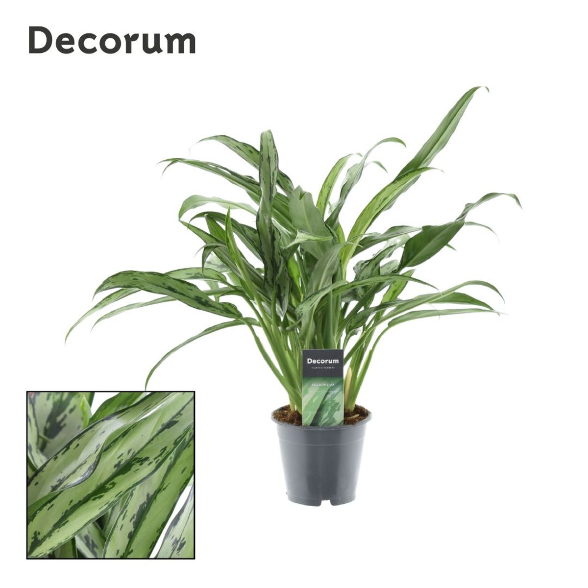 spider mites on indoor plants How to get rid of spider mites on plants