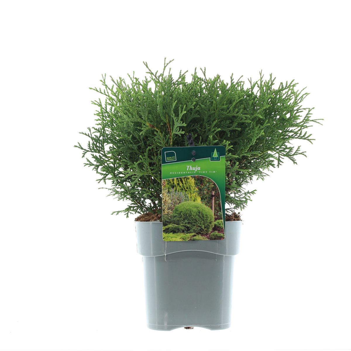 Thuja occidentalis 'Tiny Tim' — Plant Wholesale FlorAccess