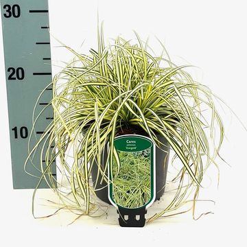 Carex oshimensis 'Evergold'