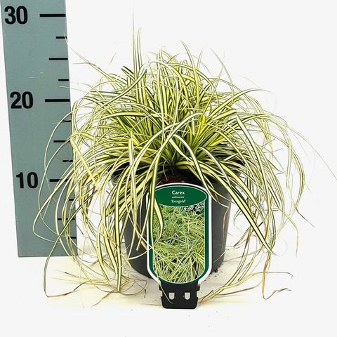 Carex oshimensis 'Evergold'