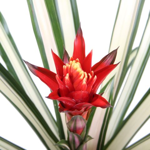 Guzmania 'Torchita'