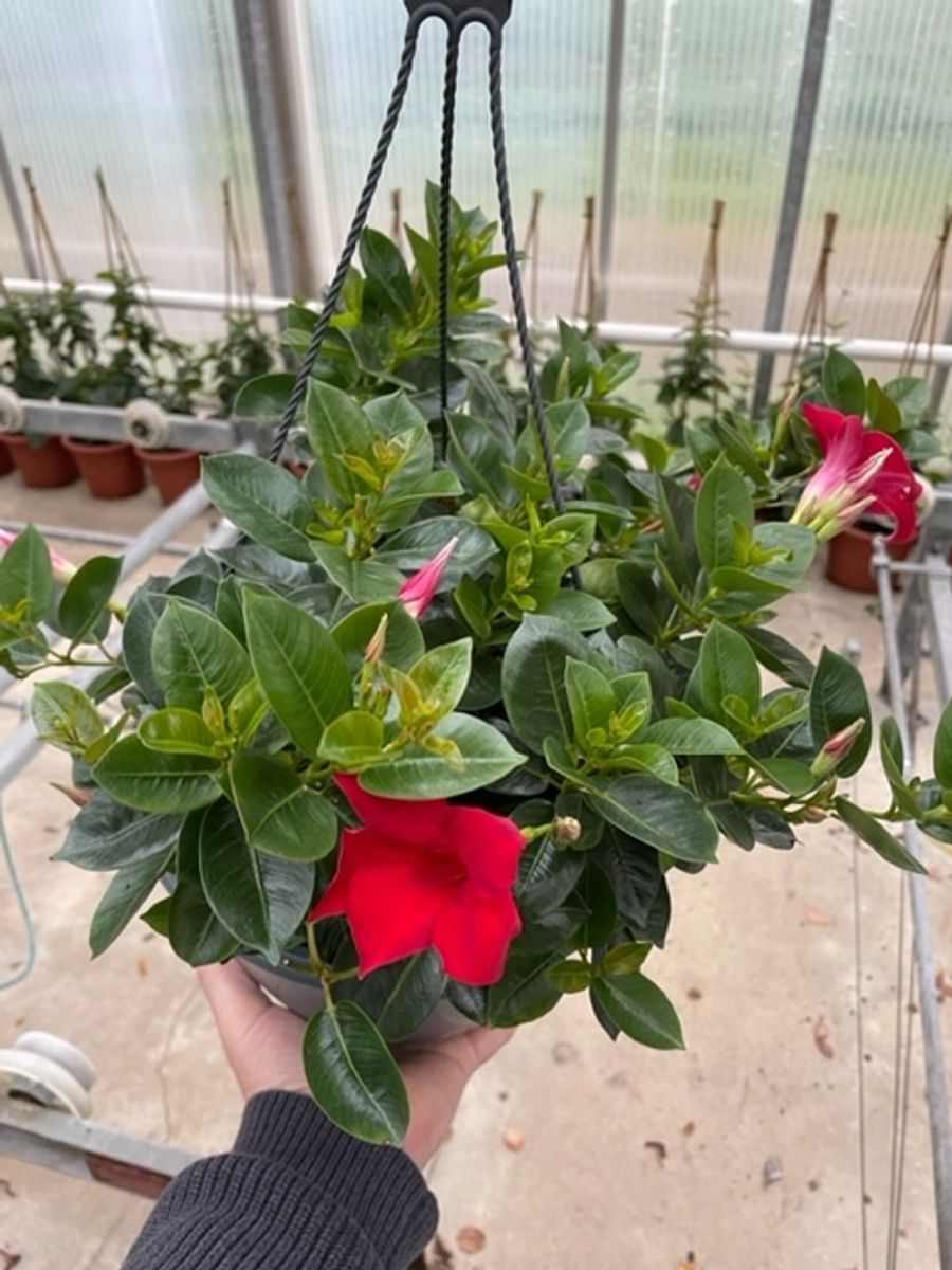 ring of fire variegata 6