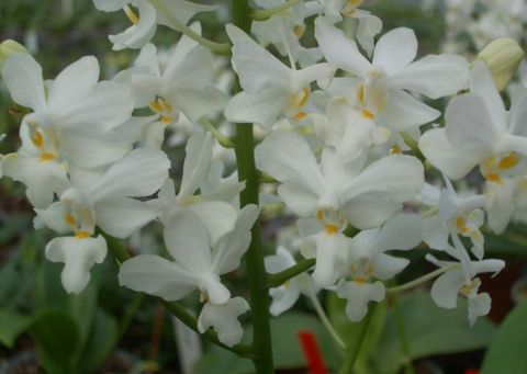 Phalaenopsis pulcherrima alba