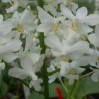 Phalaenopsis pulcherrima alba