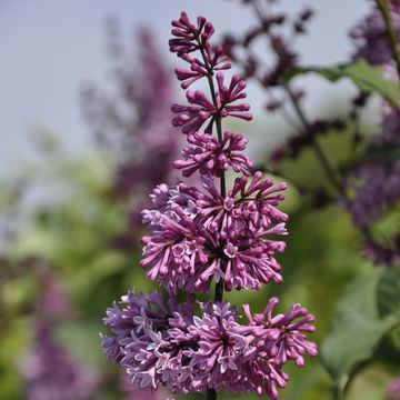 Syringa 'Redwine'