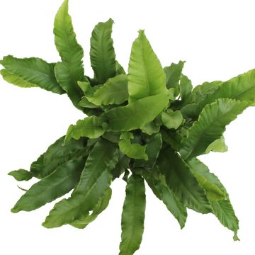 Asplenium scolopendrium