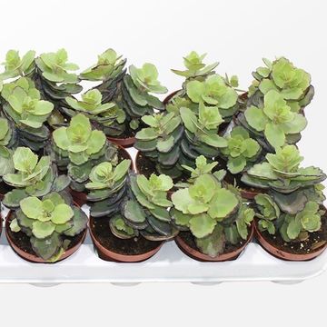 Kalanchoe 'Thailandi'