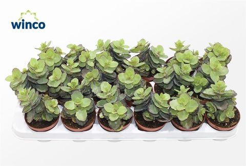 Kalanchoe 'Thailandi'