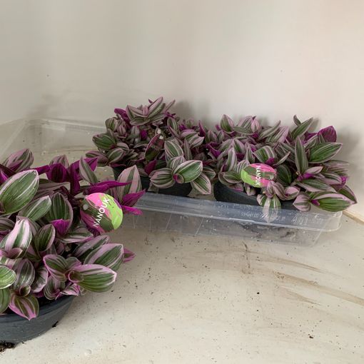 Tradescantia albiflora 'Nanouk'