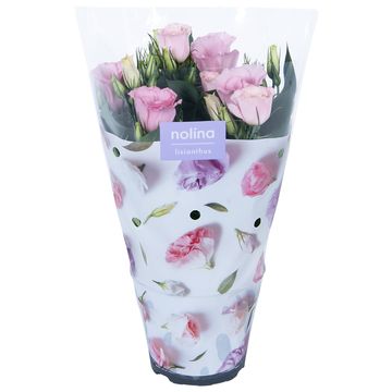 Eustoma grandiflorum 'Julietta Pink'