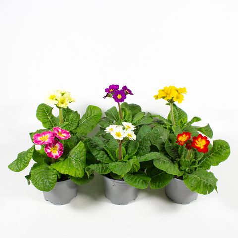 Primula ELATIOR MIX