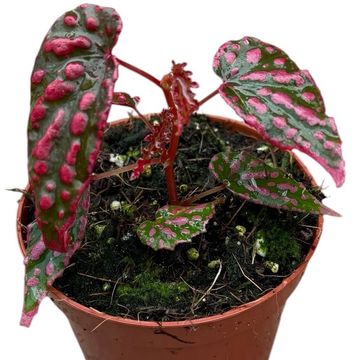 Begonia 'Pink Lady'