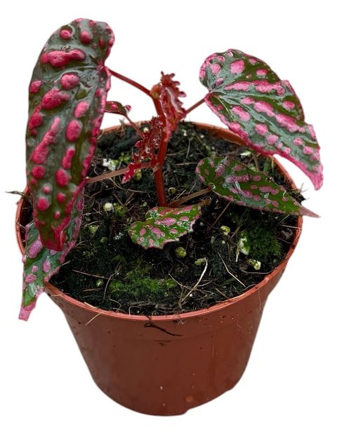 Begonia 'Pink Lady'