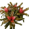 Neoregelia 'Bluzh'