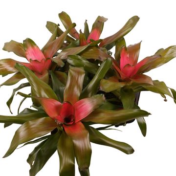 Neoregelia 'Bluzh'